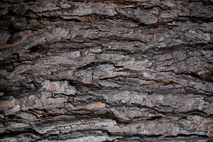 Close-Up of Rough Tree Bark Texture, a Photo by bastera
