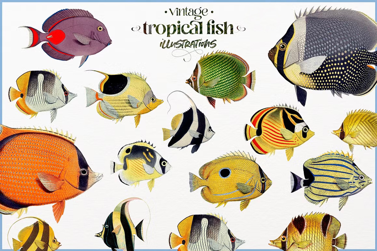 Vintage tropical fish illustrations, an Animal Illustration by Natalka Dmitrova art (Photo 2 of 12)