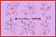 Vintage Tropical Flora Illustrations, an Object Illustration by Jaclyn Caris (Thumbnail 2 of 15)