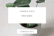 Plant series stock photos, a Nature Photo by Nellaino (Thumbnail 3 of 6)