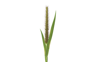 Grass Giant Foxtail Straight