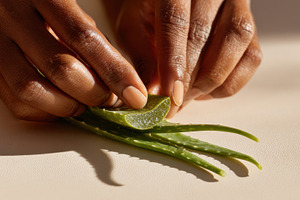 Cutting aloe vera leaves for use, a Photo by Beautiful things