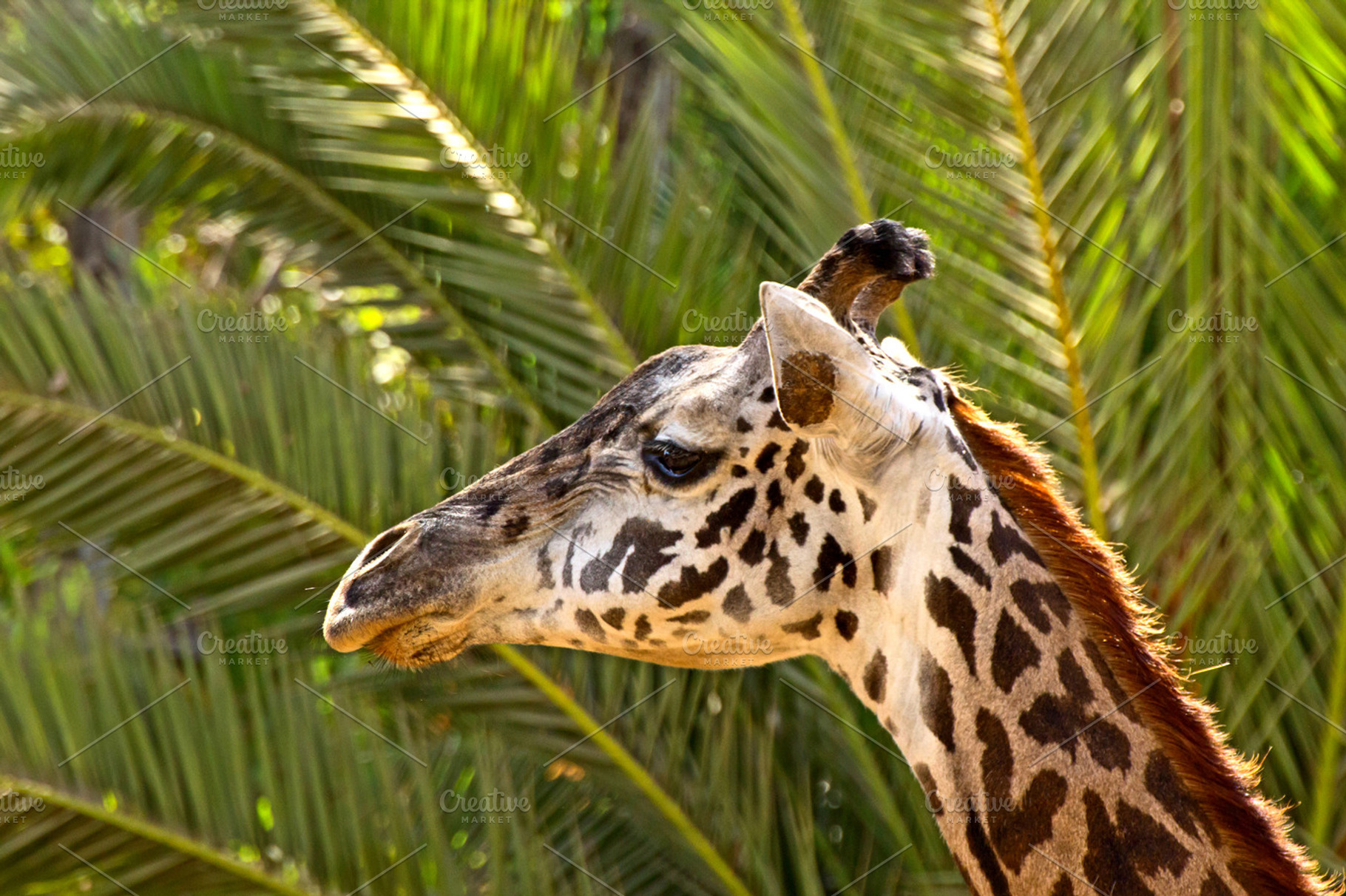 Giraffe Containing Animal Picture And Photo