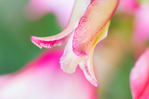 Pink and vanille gladiolus galaxian