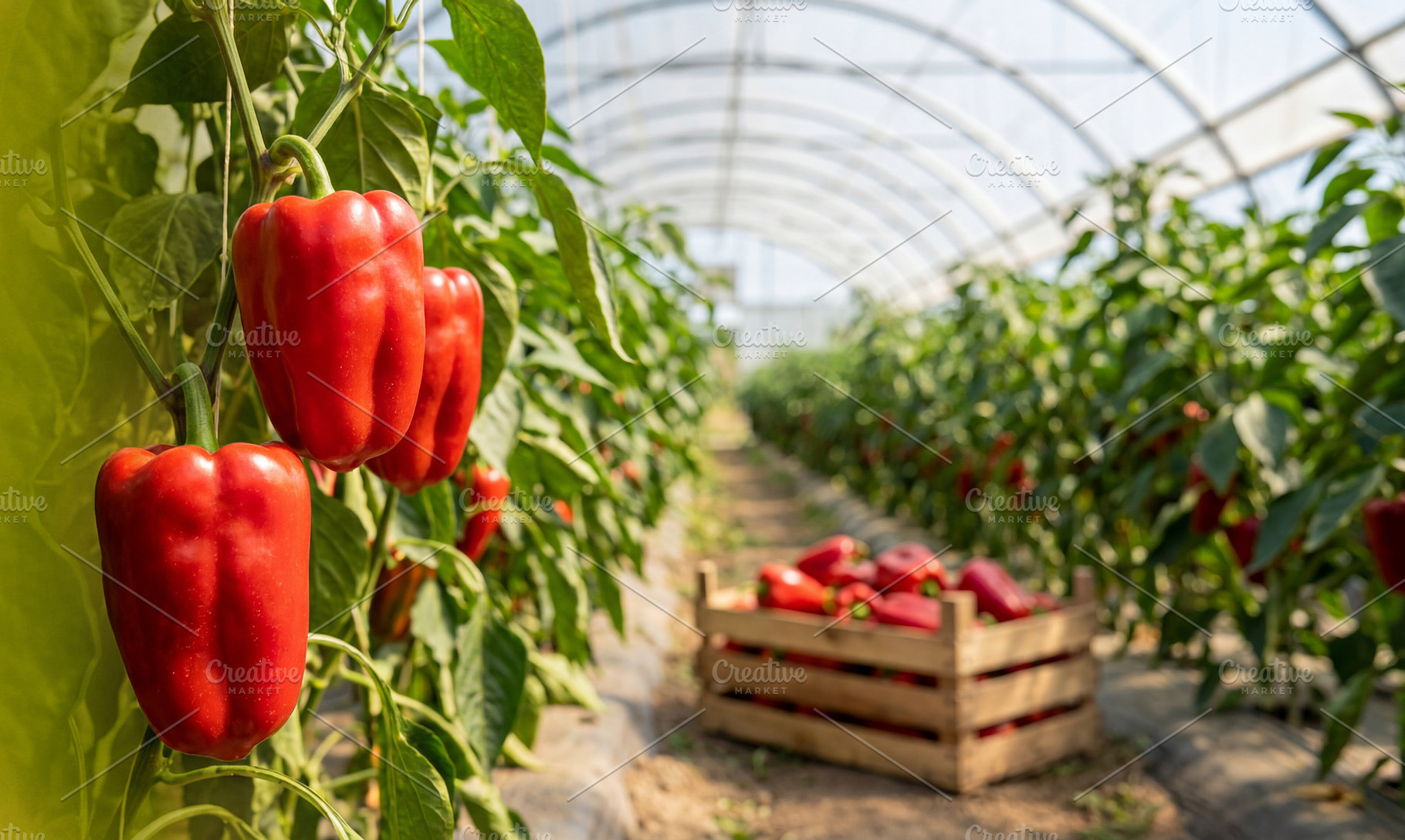 Ripe red bell peppers growing, a Food & Drink Photo by Volff
