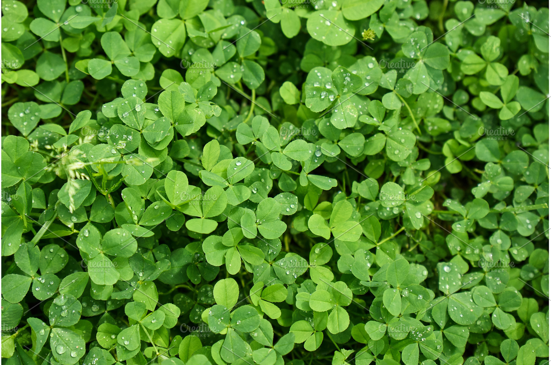 Delicate white clover flowers bloom, a Nature Photo by darksoul72