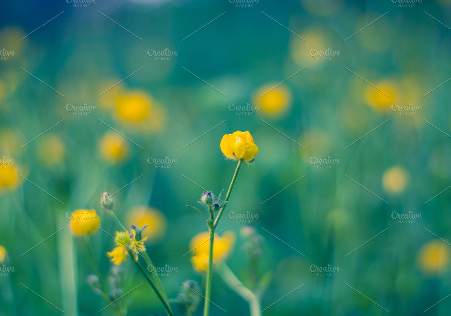 Spring Featuring Macro Green And Yellow