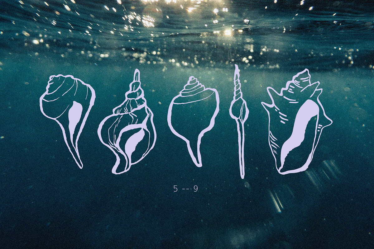 Seashells Hand drawn vector elements, a Seasonal Illustration by Lena Nikolaeva (Photo 4 of 14)