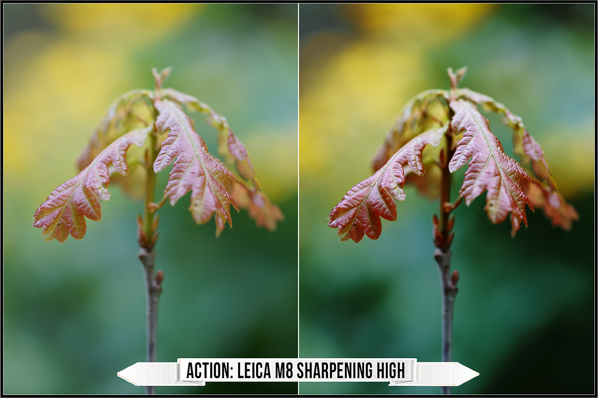 Leica Colors & Sensor Luminance, a Plug-in Add-On by Raztrend (Photo 8 of 29)