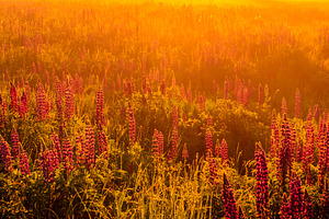 Spring lupinus field glows in hazy golden sunlight. Beauty in nature. Floral me, a Nature Photo by Eugene_Photo