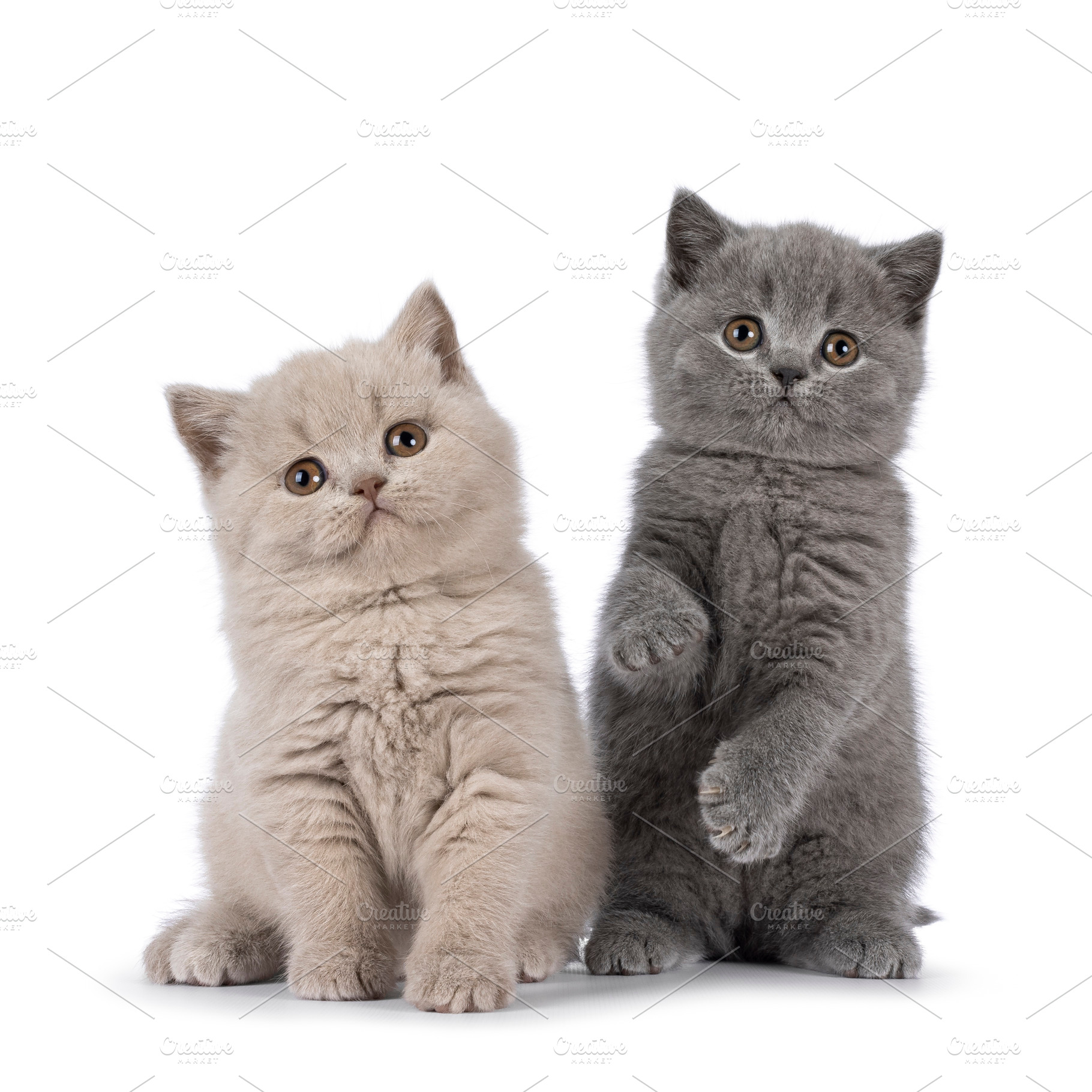 British Shorthair cat kittens on white background, an Animal Photo by Cat'chy Images by Nynke