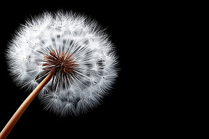 Close up of a dandelion against, a Nature Photo by MistyDay