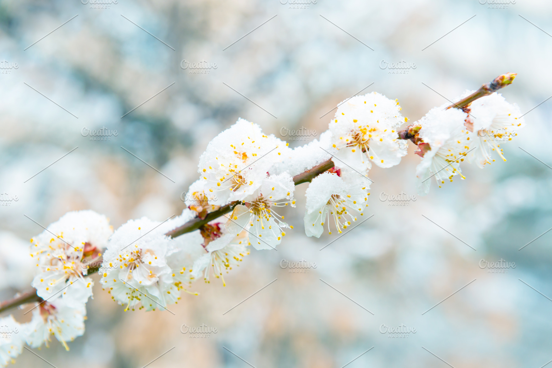 White flowers of branch apricot tree in snow, a Nature Photo by Vapi