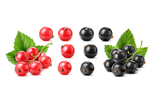 Realistic red black currant berry, a Food Illustration by Buch&Bee