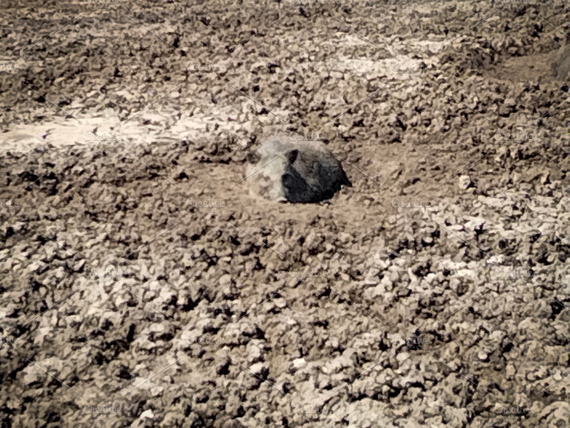 Wild boar alone on cracked muddy ground, an Animal Photo by DanFLCreativo