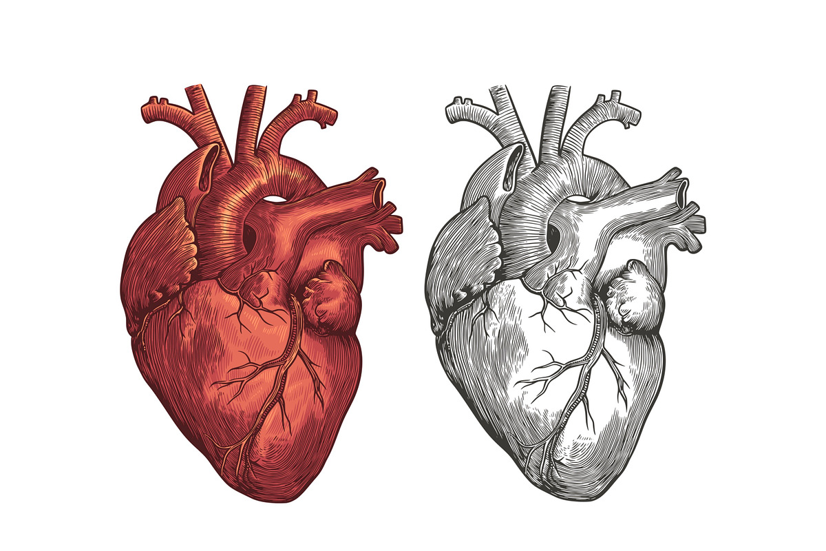 Vintage Human Heart Illustration, an Education Illustration by Kusumaillustration (Photo 3 of 4)