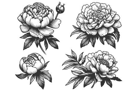 Set of peony flower engraving vector, an Object Illustration by AlexArt