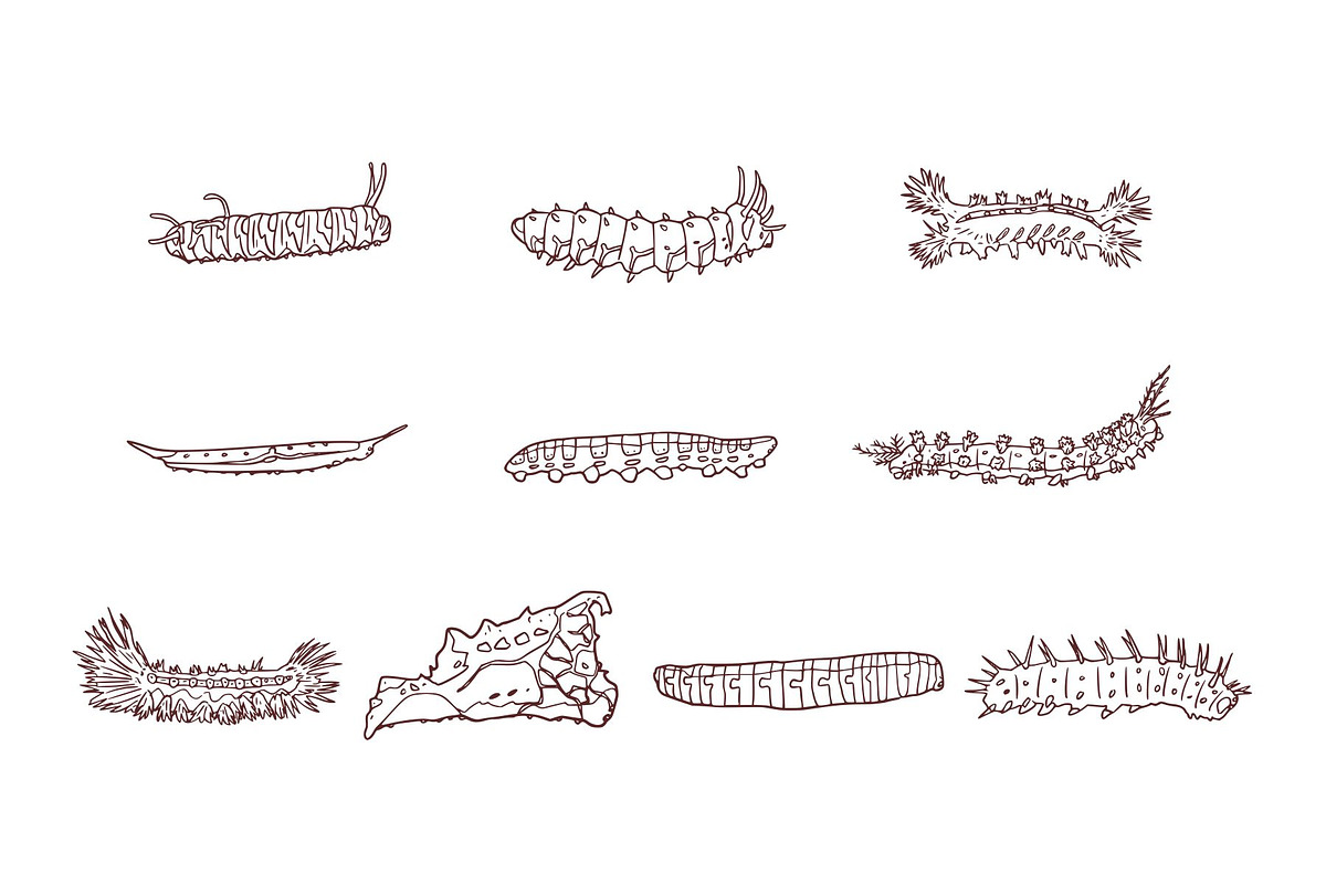 Breeds Caterpillar Handdrawn Vol 2, an Animal Illustration by SLAB! Design (Photo 2 of 3)