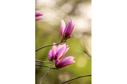 Magnolia spring flowers, a Nature Photo by Nature and travel