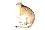 Winter animal watercolor clipart set, an Animal Illustration by masha gross (Thumbnail 4 of 5)