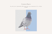 Pigeon Illustration – Hand Drawn PNG, an Animal Illustration by LaurenFittonIllustration (Thumbnail 2 of 8)