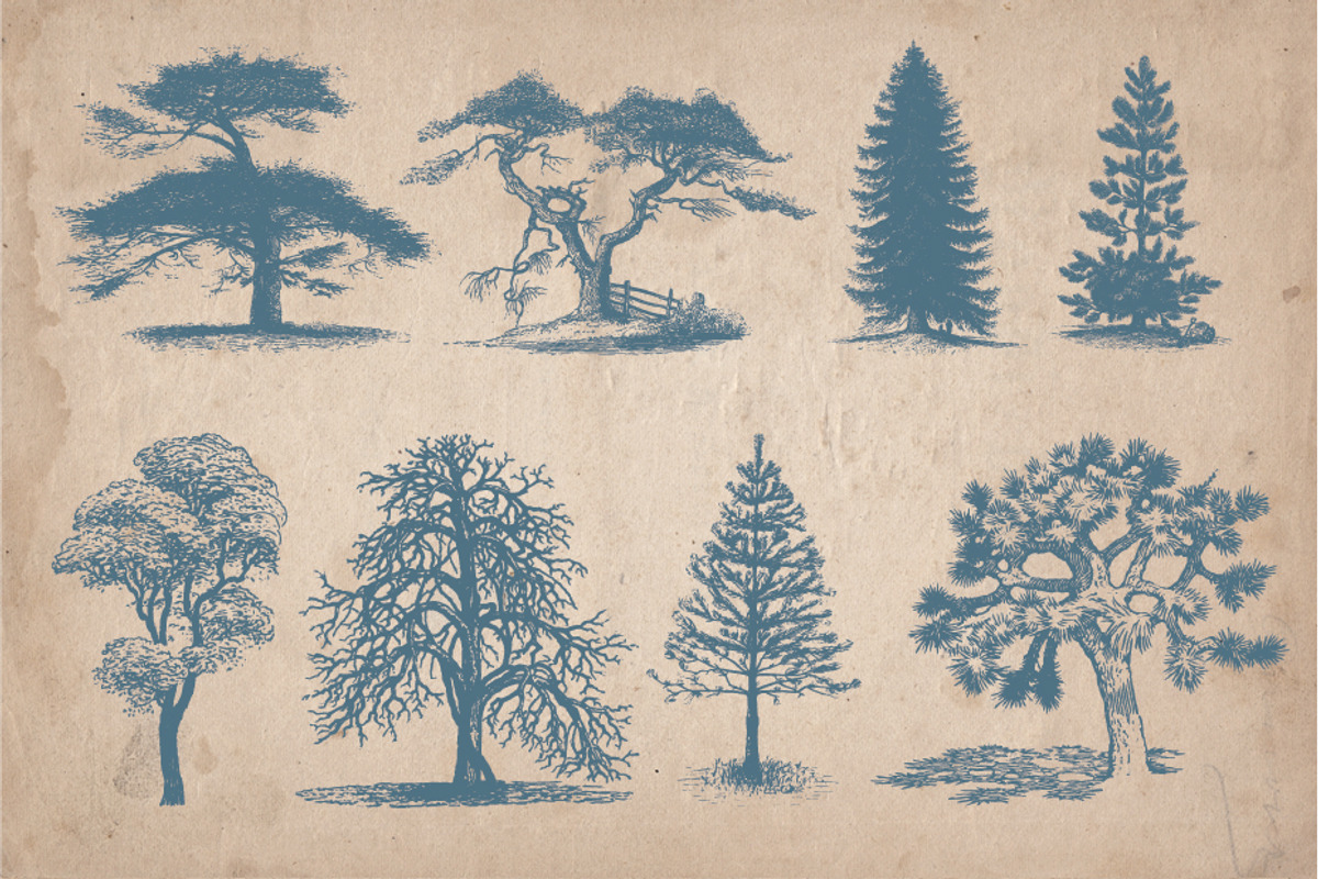 Vintage Illustrations - Trees, an Object Illustration by Mr Vintage (Photo 2 of 5)