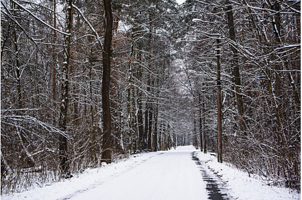 Winter forest with path, a Nature Photo by Nature and travel