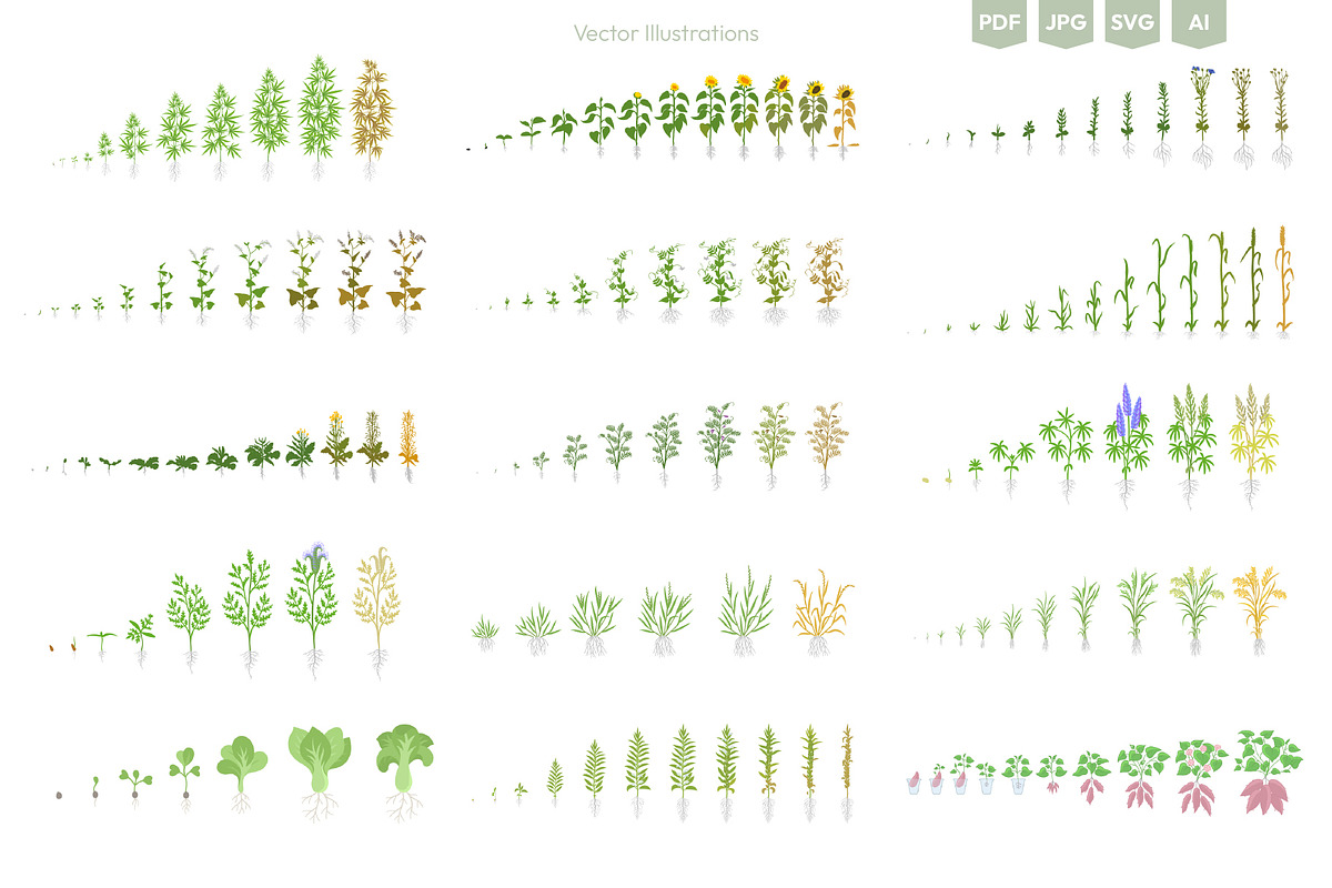 Stages of Plant Growth set, an Education Illustration by Ilia Design (Photo 5 of 7)