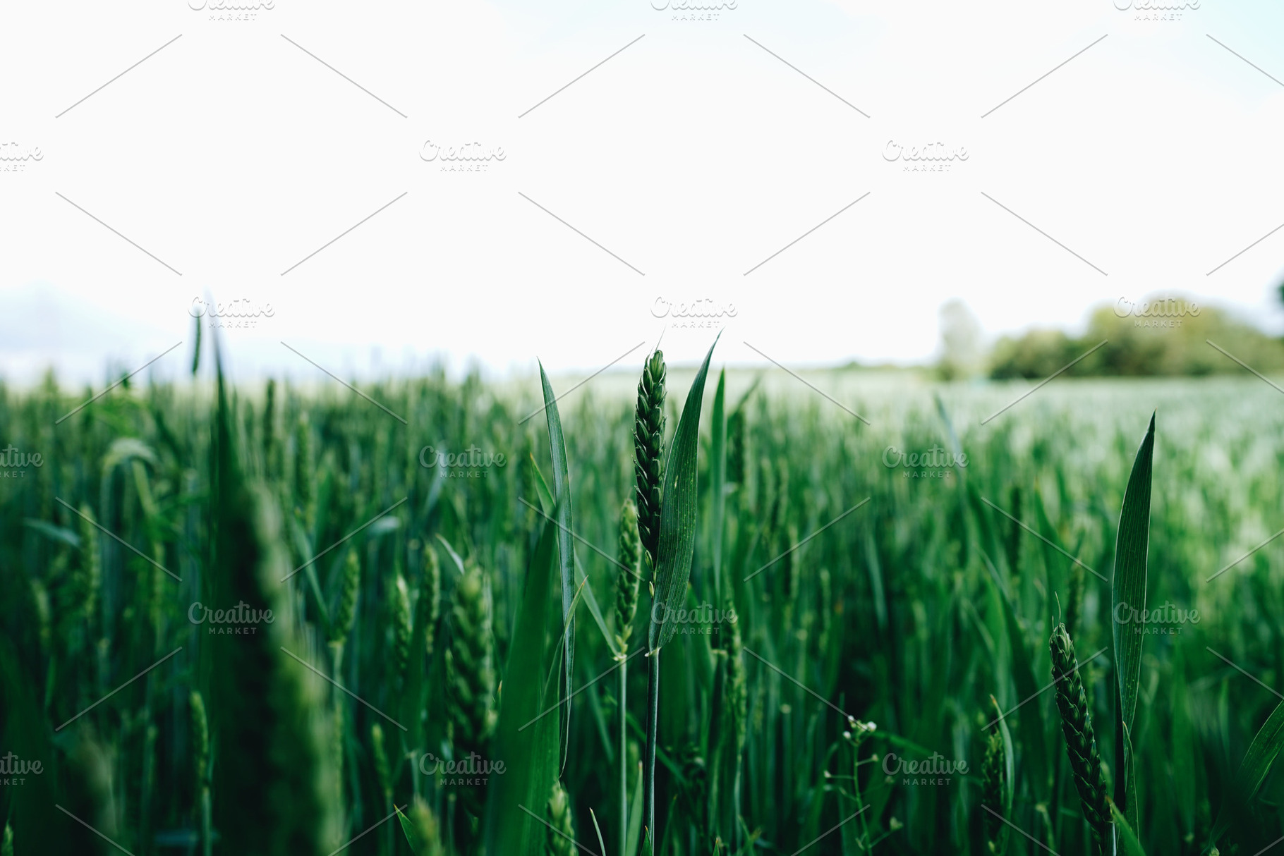 Green Wheat Ears, a Nature Photo by Nazar Hrabovyi