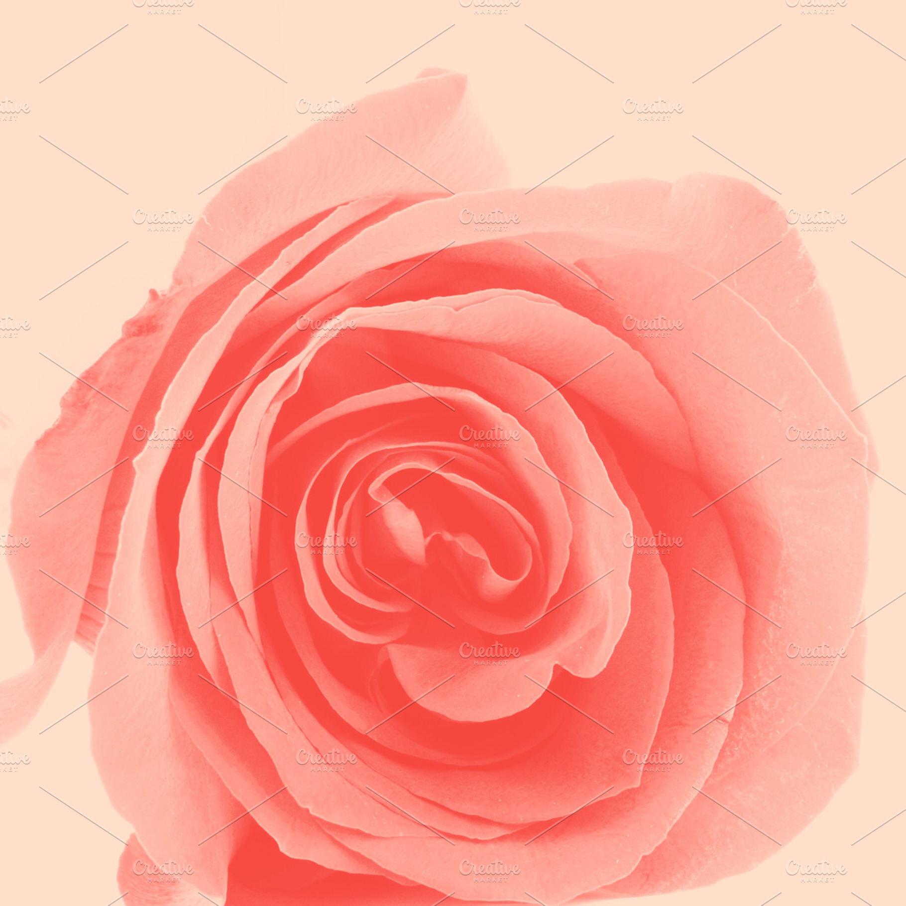 Pastel Rose