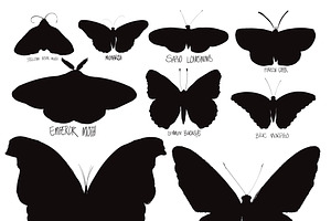 Illustration Drawing Of Butterflies