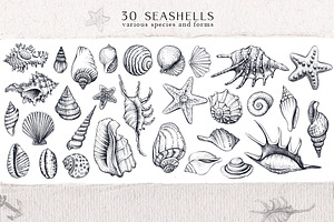 Sea Shells Collection