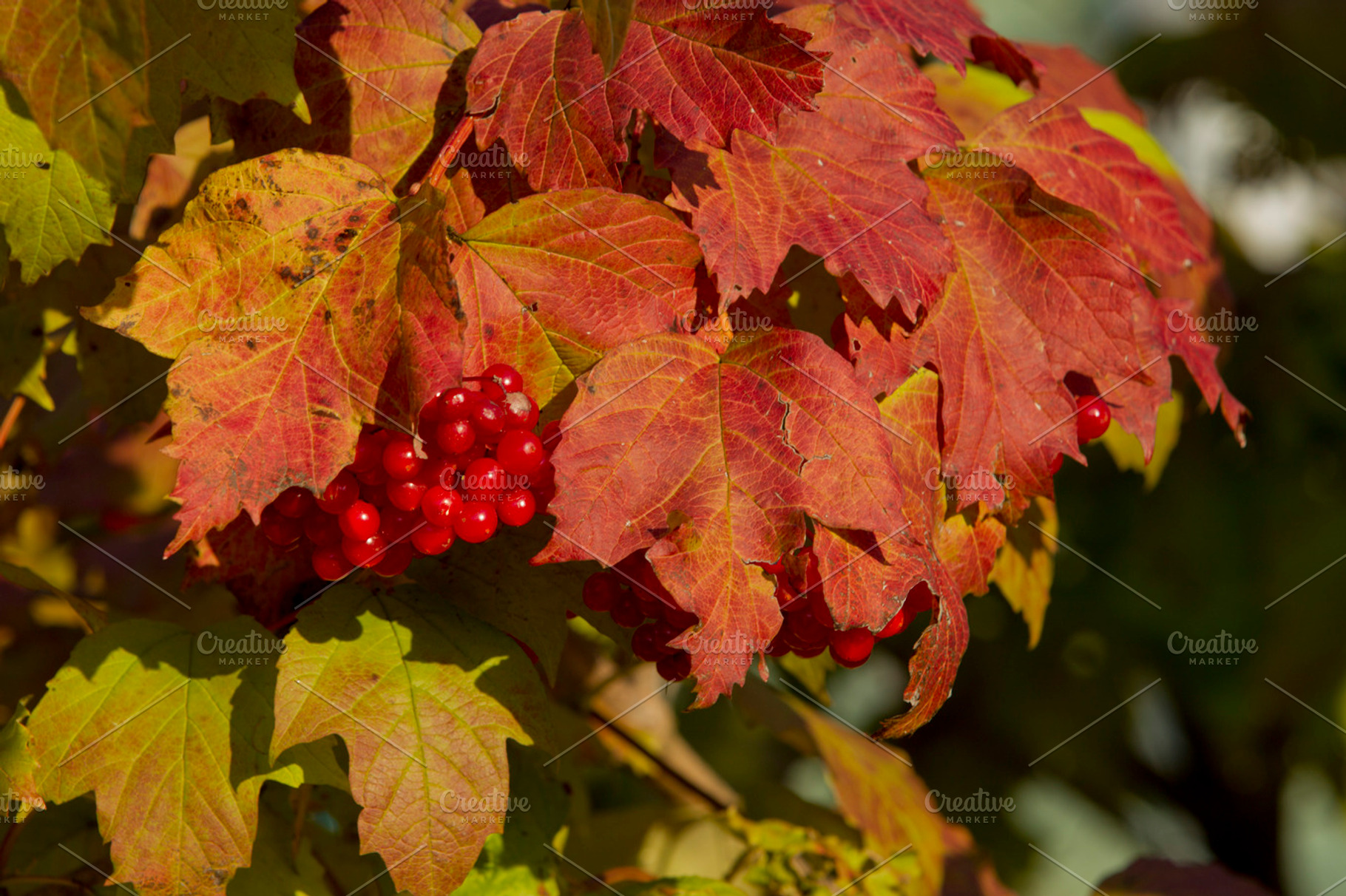 Viburnum bush autumn featuring viburnum, leaves, and leaf