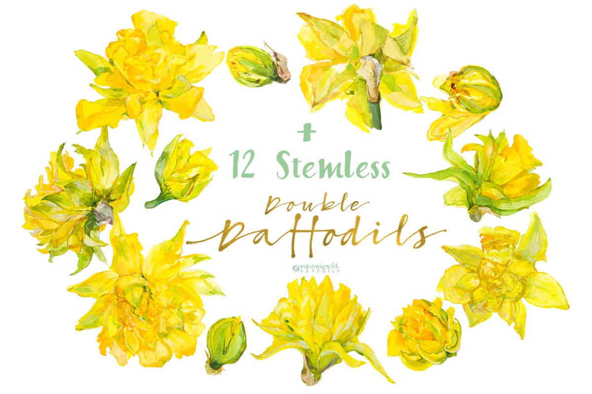 Double Daffodils, an Illustration by watercolorwild.graphics (Photo 2 of 6)