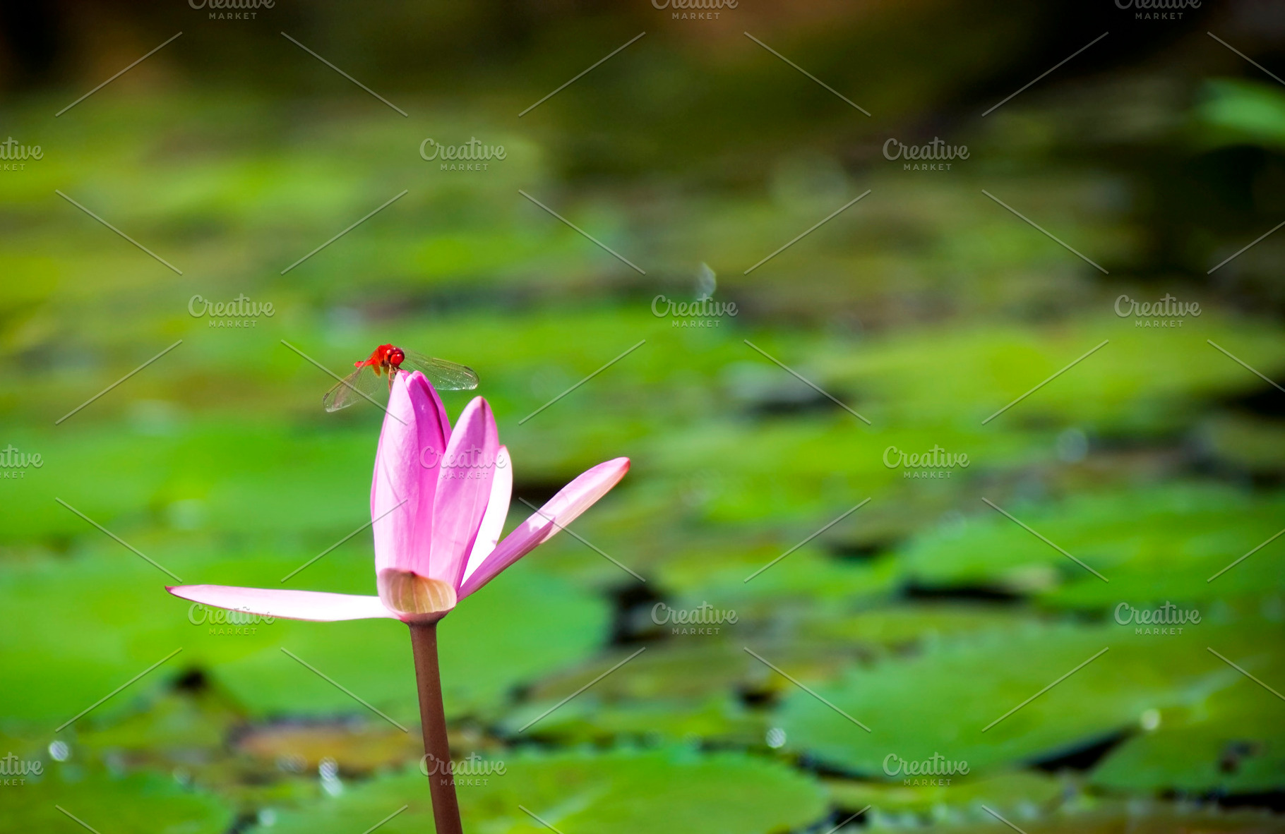 Lily Pond, a Nature Photo by THP Creative