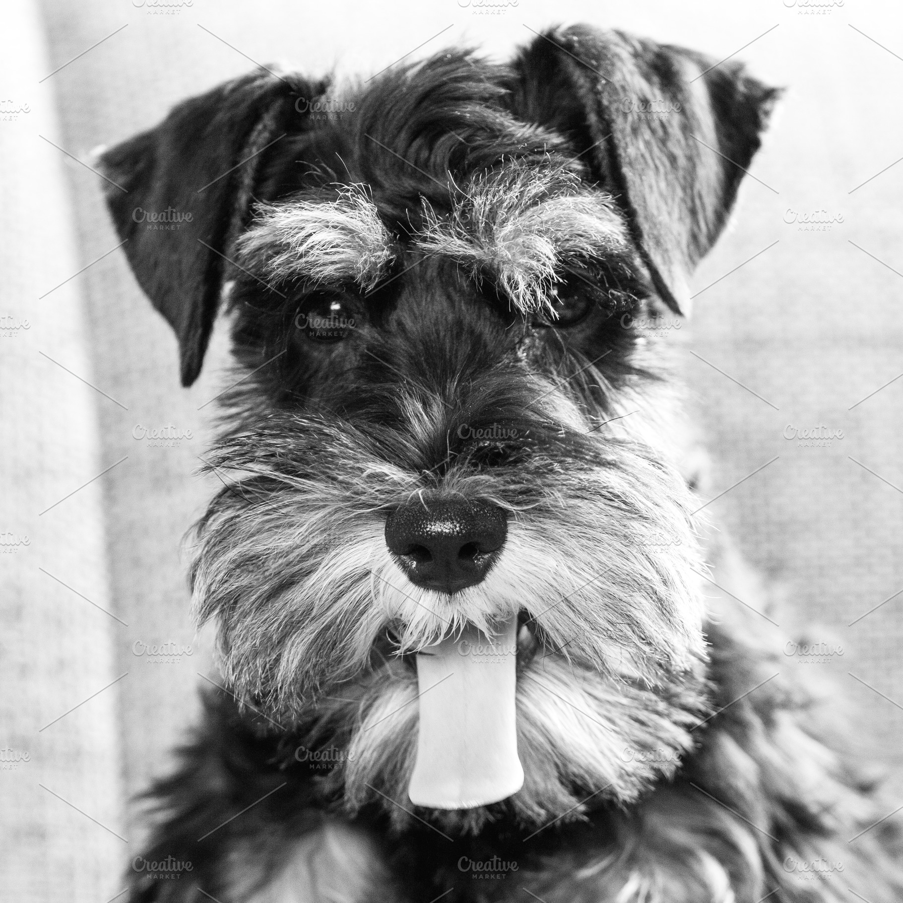 Portrait of miniature schnauzer dog, an Animal Photo by BOOCYS