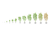 Vegetable growth stages pack, a Food Illustration by Ilia Design (Thumbnail 9 of 9)