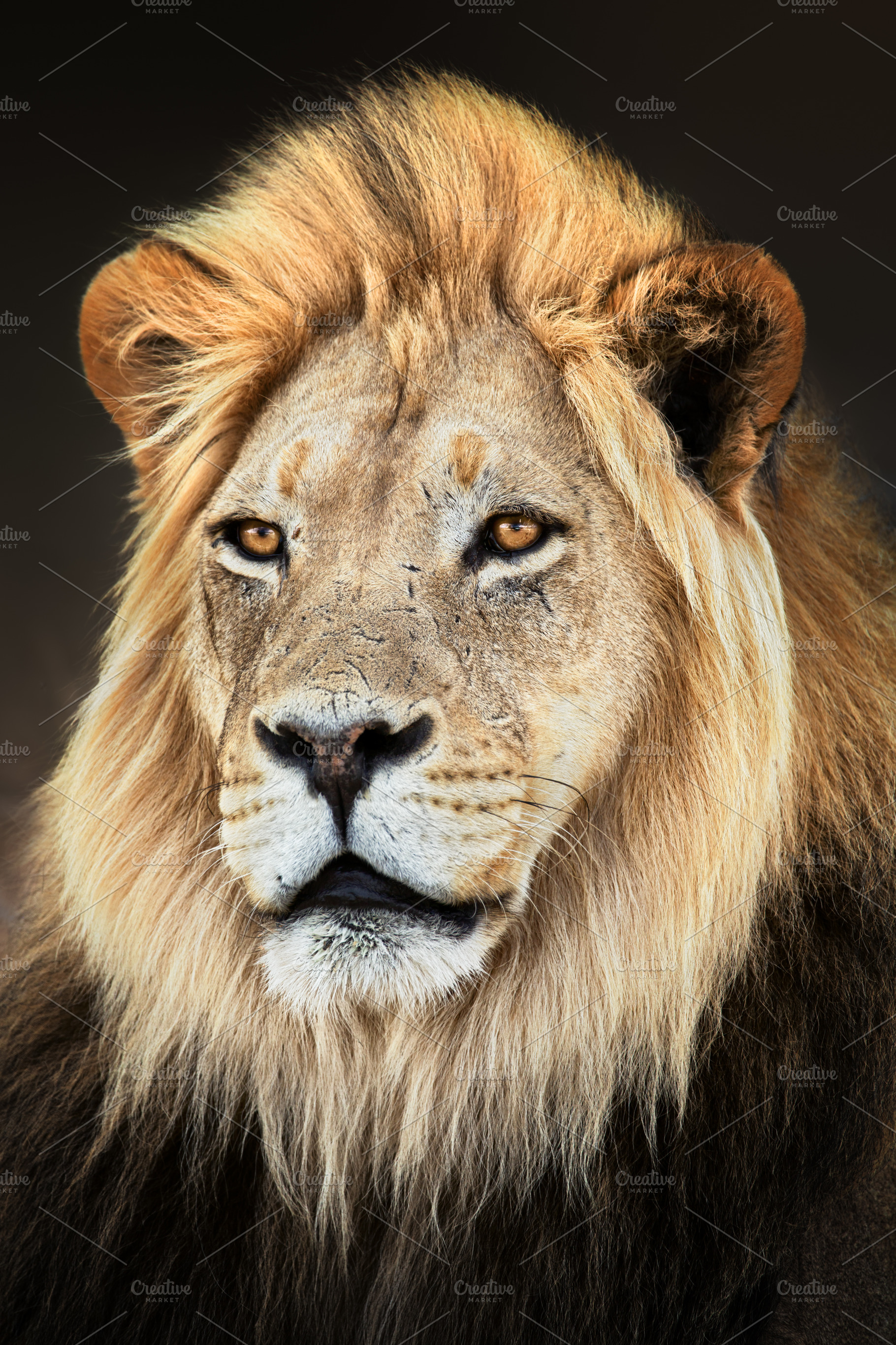 Portrait of the king of beasts containing big five animals, big five africa, an Animal Photo by Etienne & Yolandi Outram