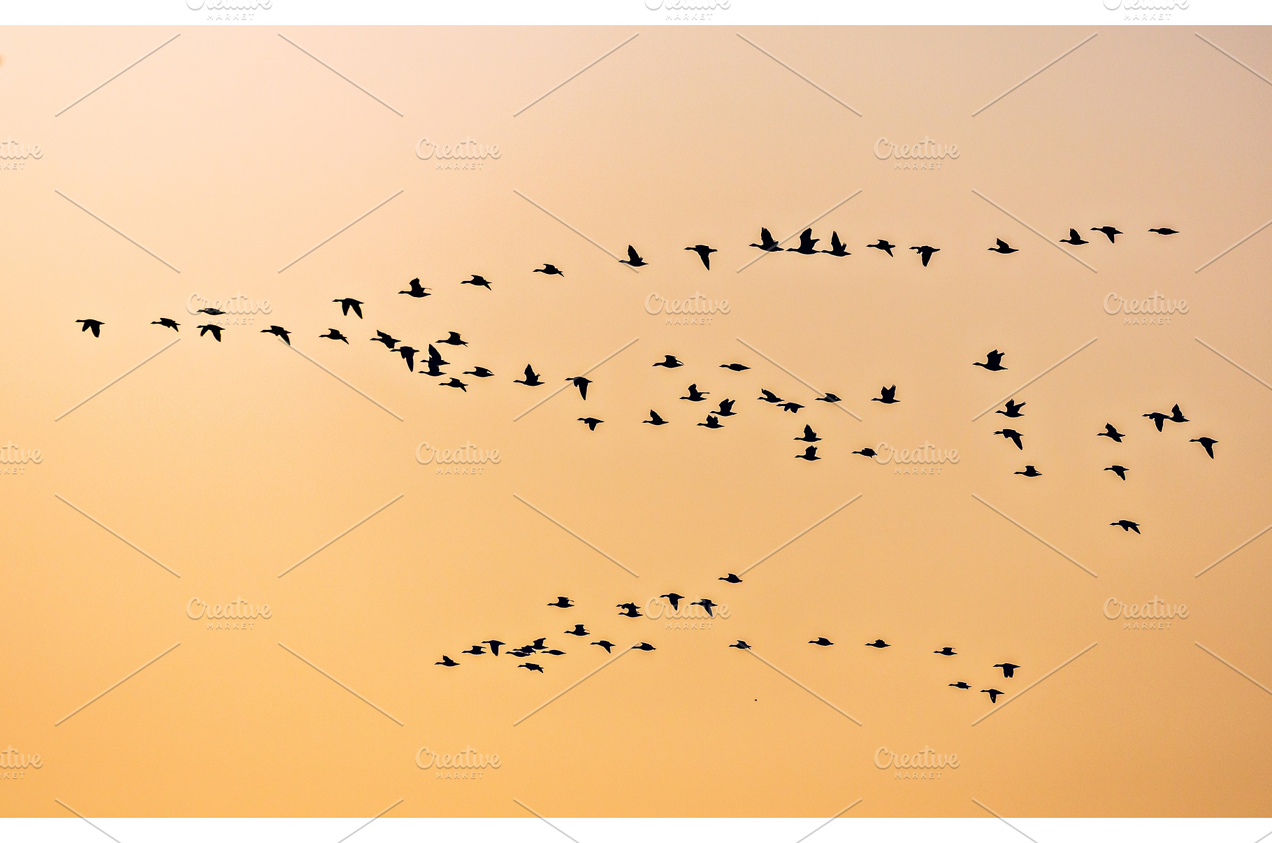A beautiful sunrise with flocks of, an Animal Photo by Lukas Jonaitis SHOP