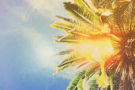 Tropical palm tree featuring palm, tree, and trees, a Nature Photo by Neirfy