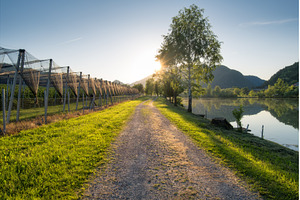 Gravel road passing by an apple, a Nature Photo by den-belitsky