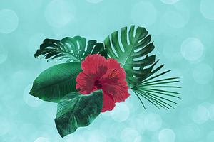 Rainforest Tropical Clip Art