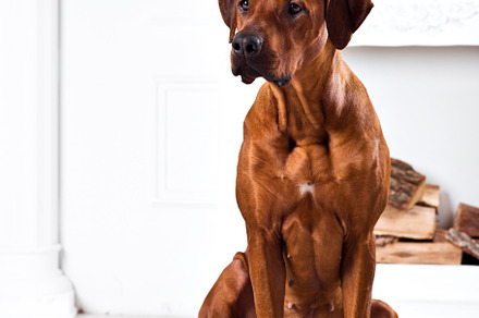 Rhodesian ridgeback dog sitting on stock photo containing ridgeback and