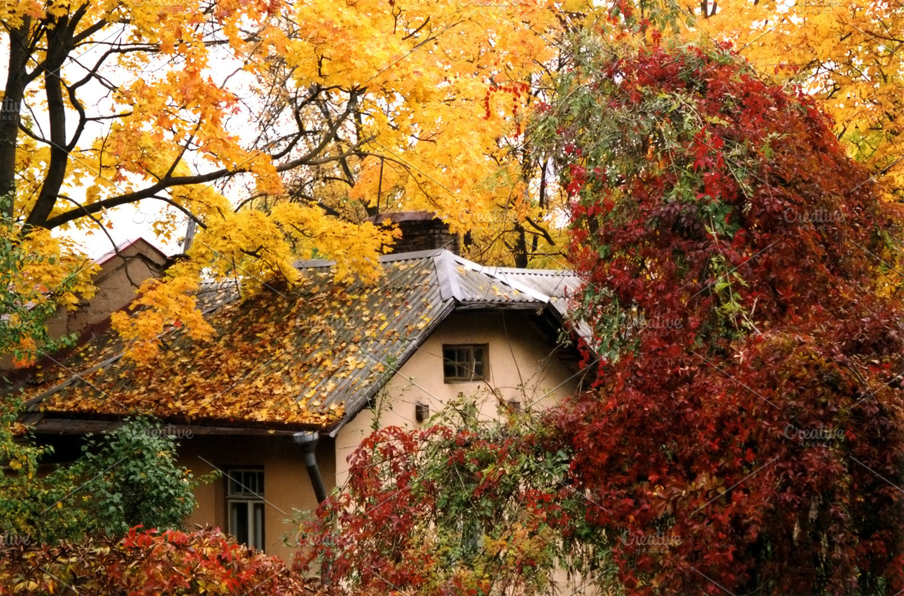 Fall colours, a Nature Photo by BOOCYS