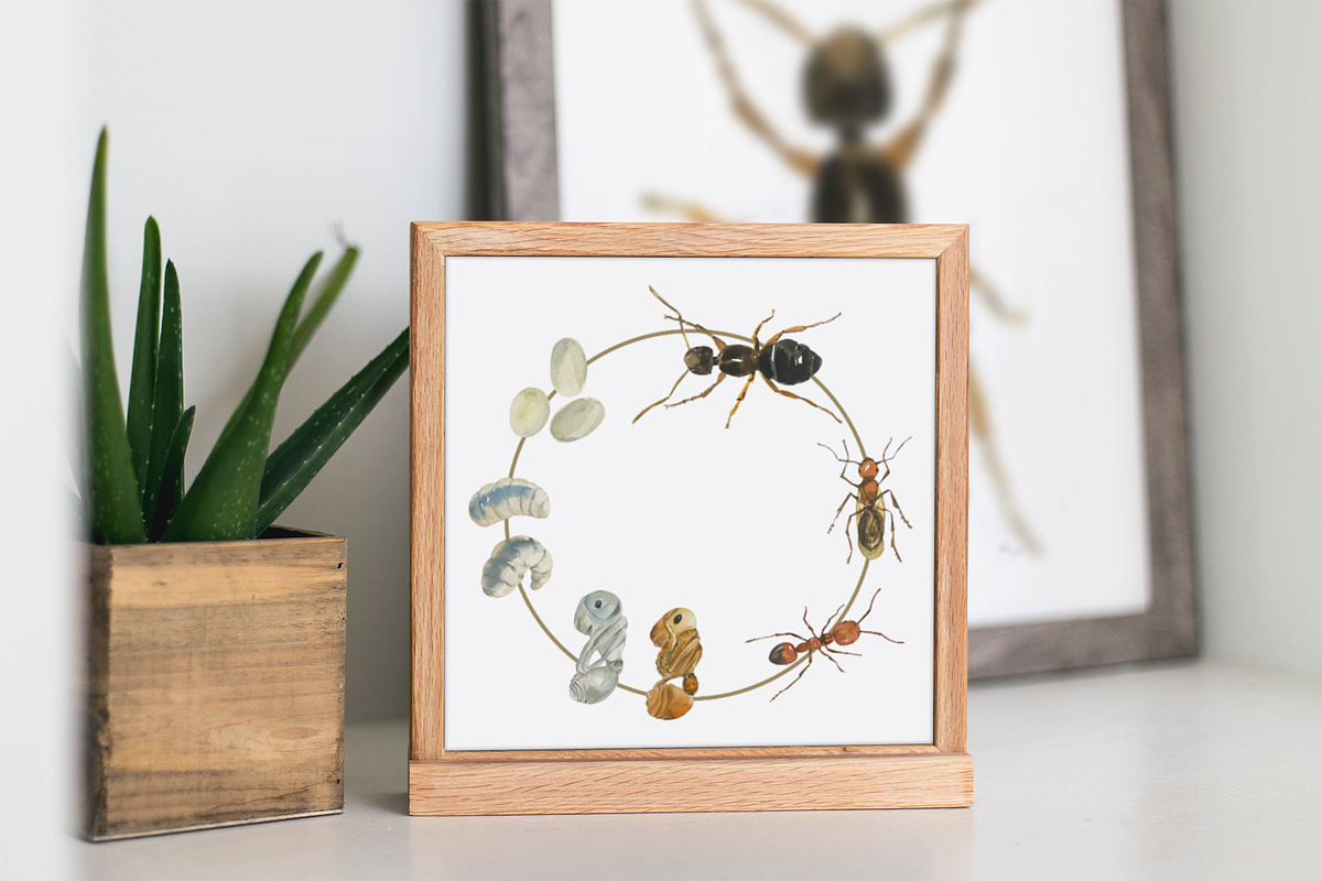 Ant Life Cycle Clip Arts and Print, an Education Illustration by Tati Bordiu (Photo 1 of 3)