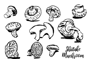 Shiitake mushroom, a Food Illustration by Anada Arty