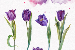 Watercolour Tulips