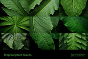 Tropical leaves. 38 images, a Decorative Illustration by Handmadefont (Thumbnail 6 of 10)