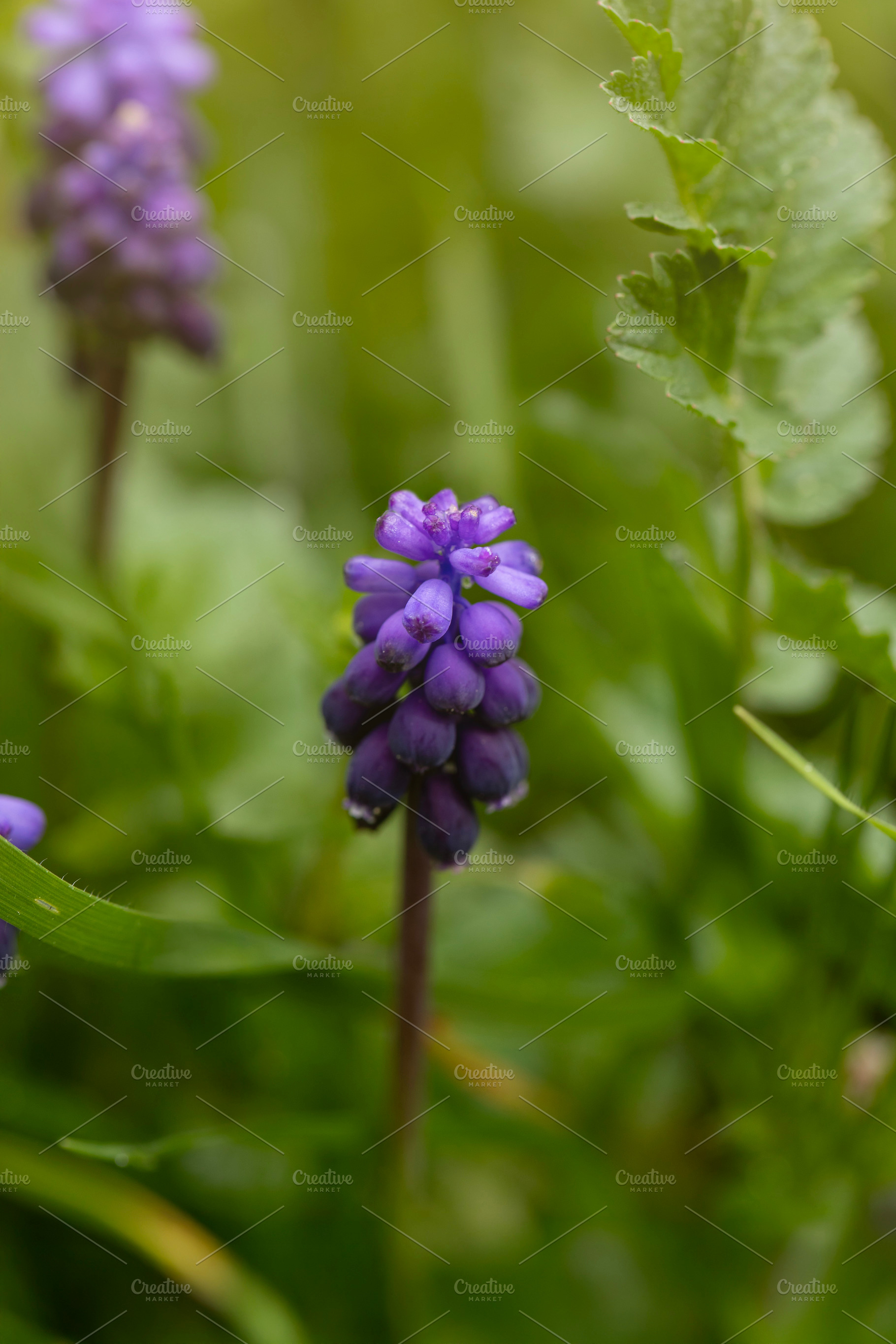Colorful purple flowers blooming in lush green grass, a Nature Photo by OSORIOartist
