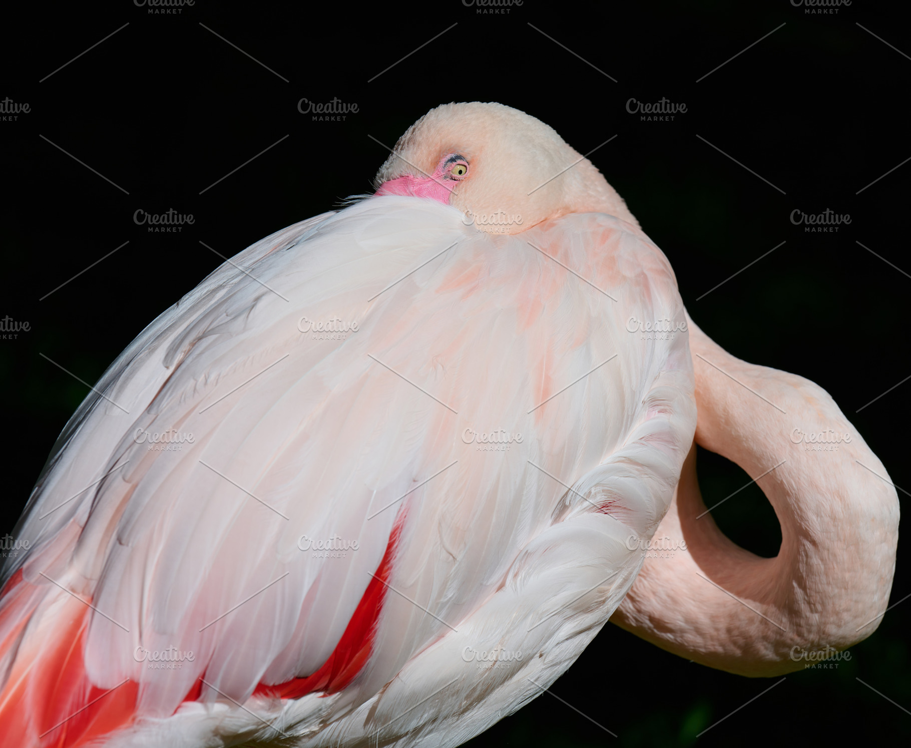 Close-up of a pink flamingo grooming its feathers in natural day, an Animal Photo by ndanko